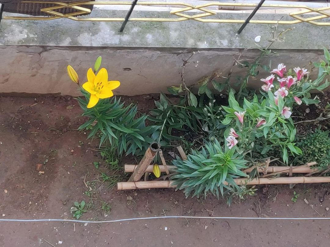 Pine Hill Homestay主图