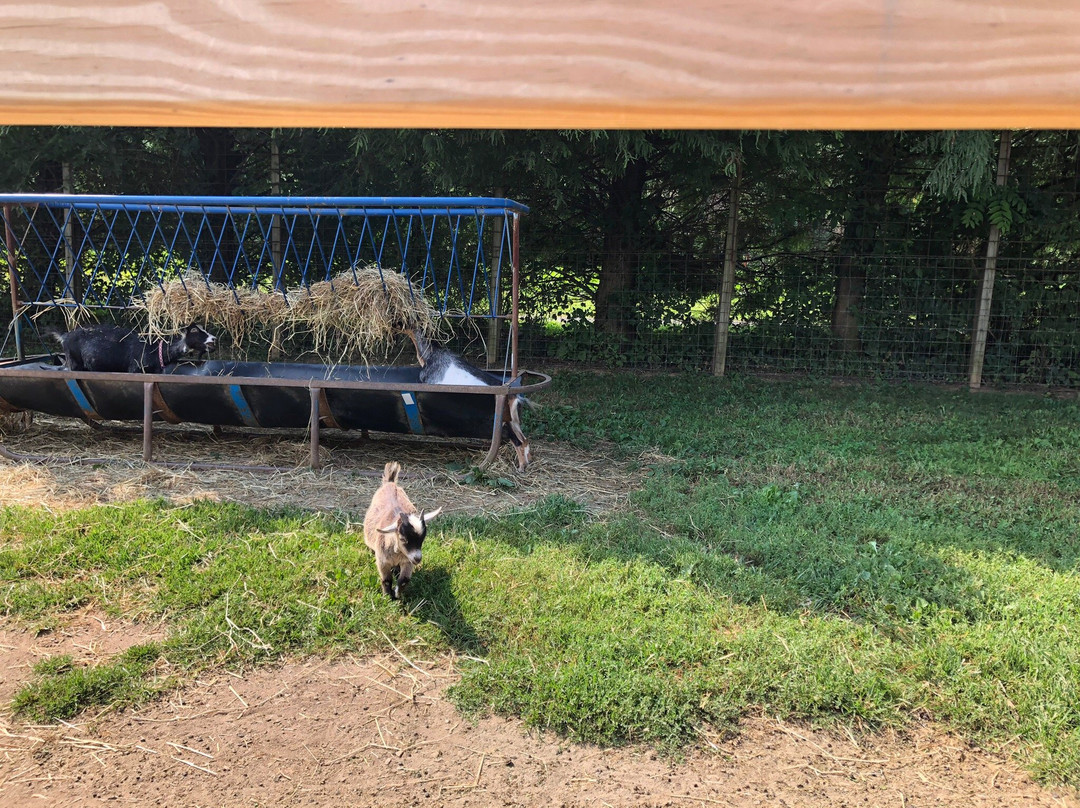 Clark's Elioak Farm-埃利科特城必去景点