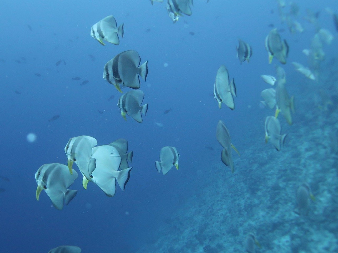 MY Sheena-菲利兹优岛必去景点