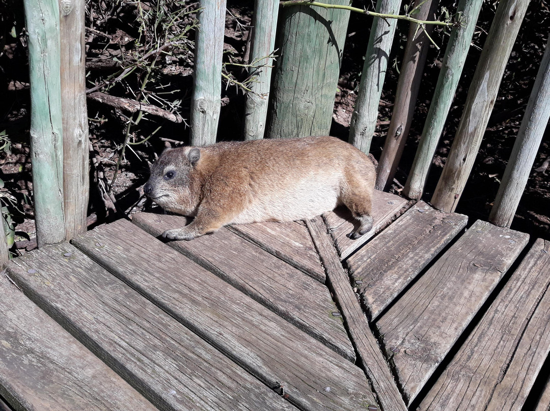 Batende Safari and Tours-开普敦中心区必去景点