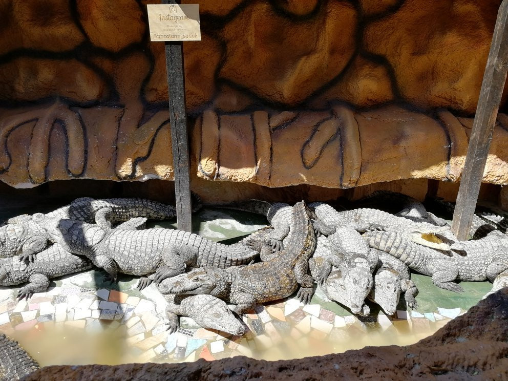 Crocodile Farm-苏达克必去景点