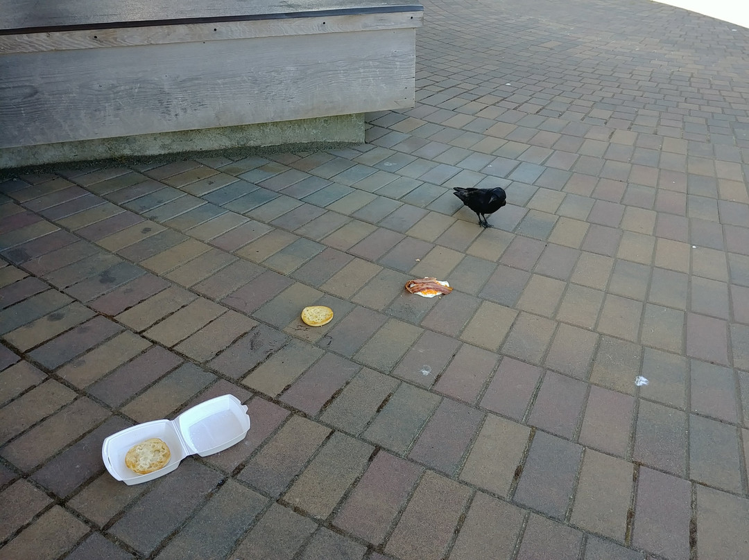 The Queen Charlotte Seawalk-Daajing Giids必去景点