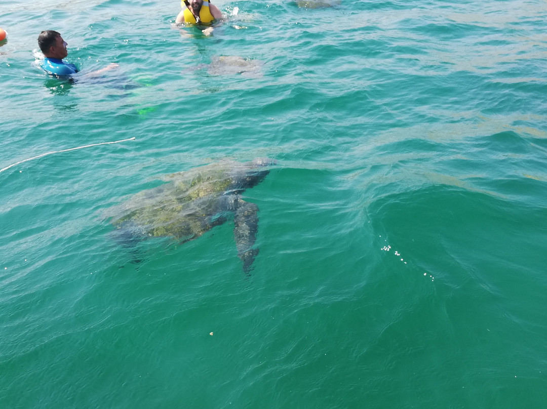 Planeta Marino-Organos必去景点