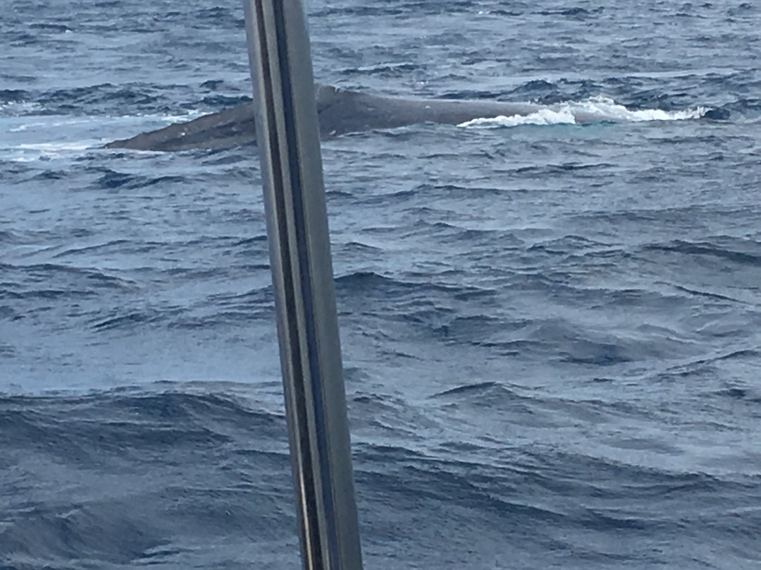 Whale Swim, Fish & Dive Tours-努库阿洛法必去景点