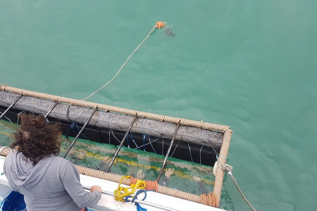 Shark Diving Unlimited-干斯拜必去景点