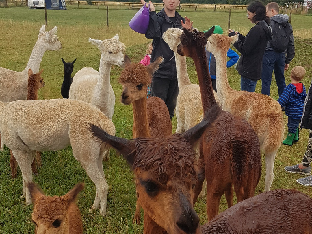 Abbotts View Alpacas景点图片