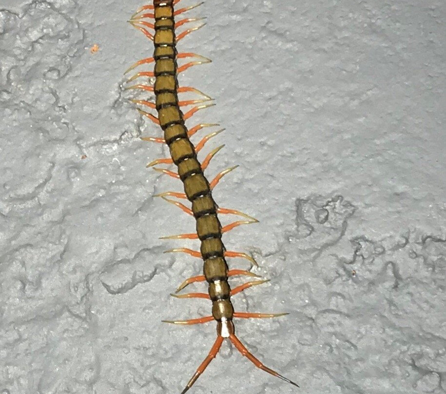 White Sandy Beach Menjangan主图