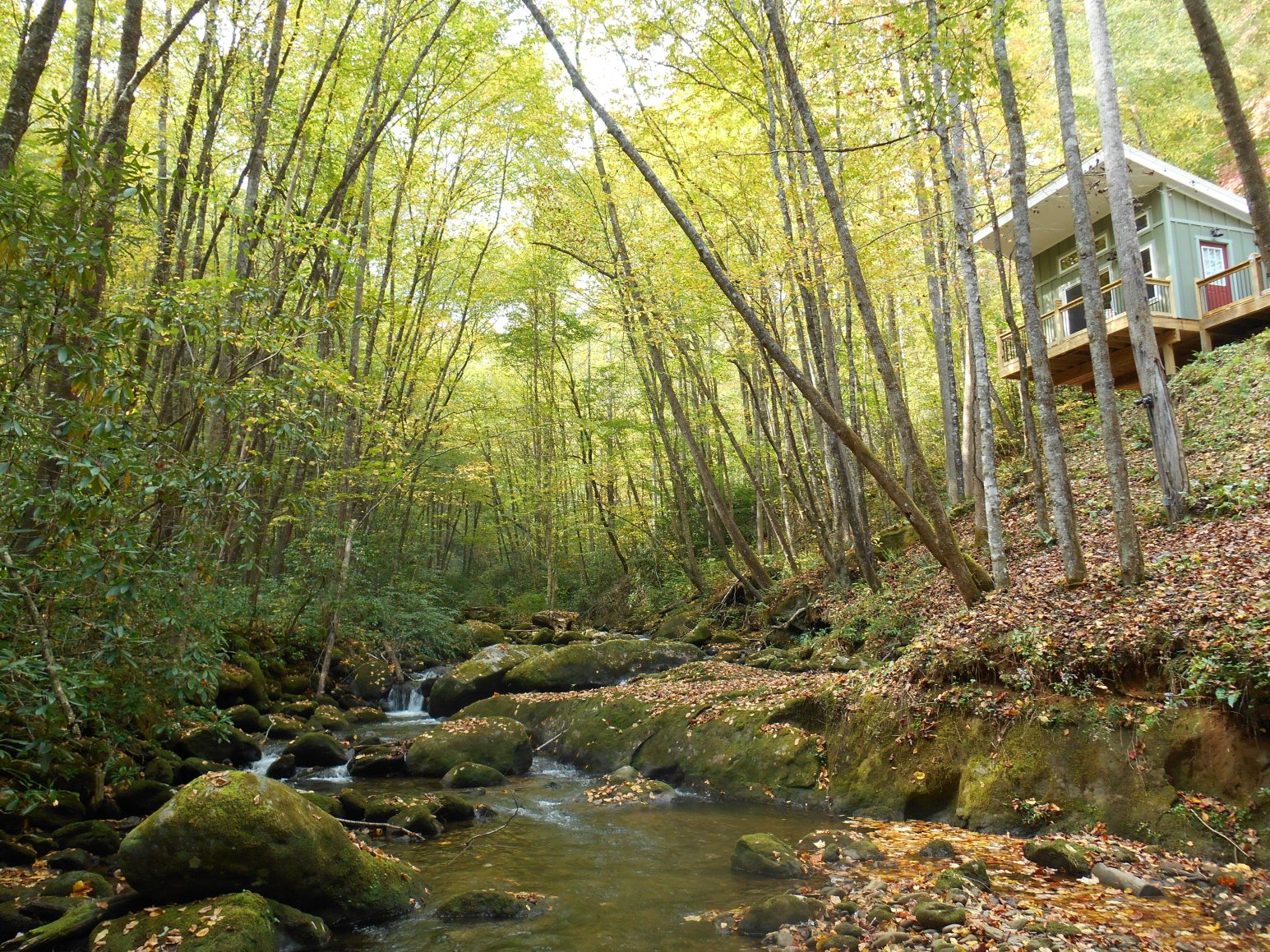 猫头鹰的栖息地（需要5英寸间隙）-官方