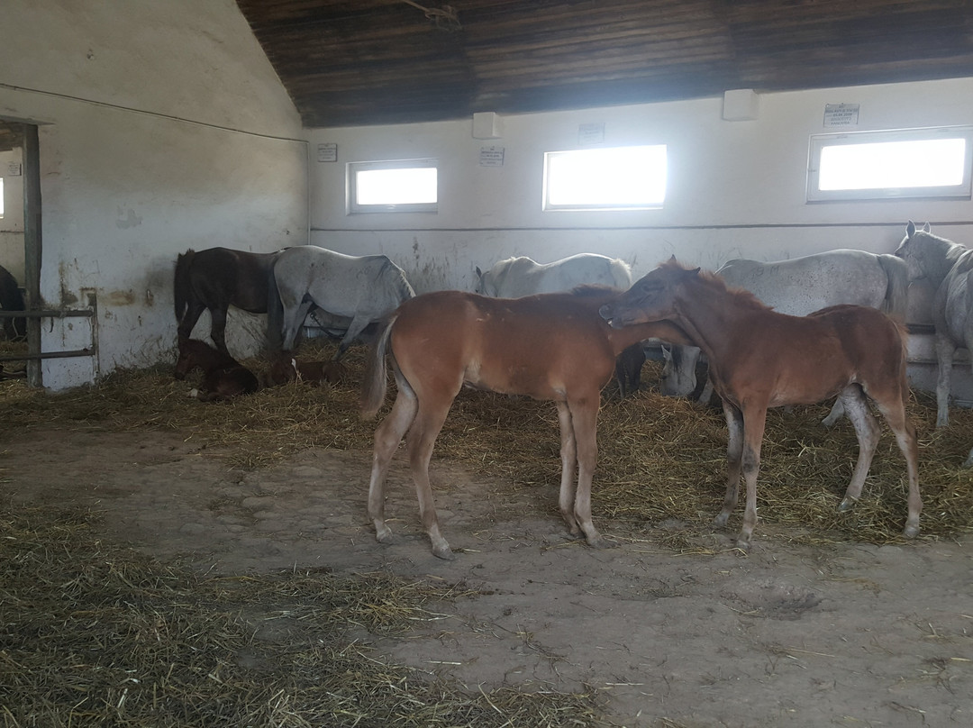 Mangalia Stud Farm景点图片