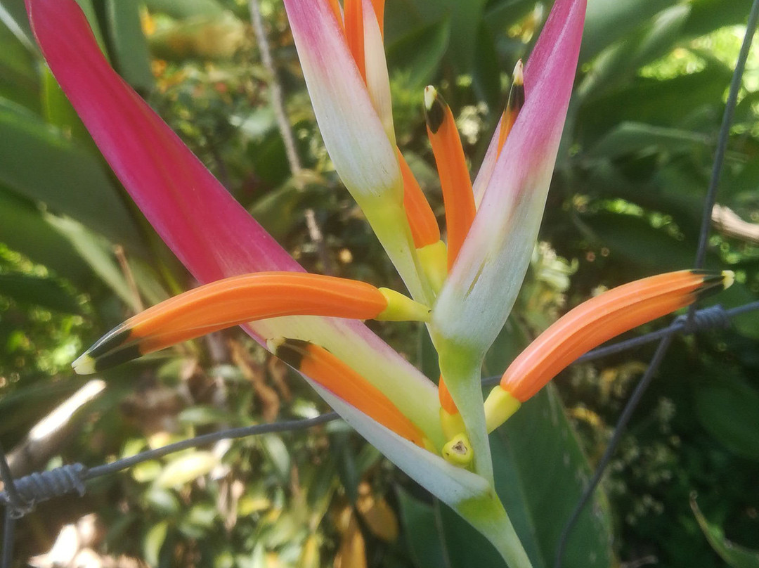 Cafetalera San Felipe-Cordoba必去景点