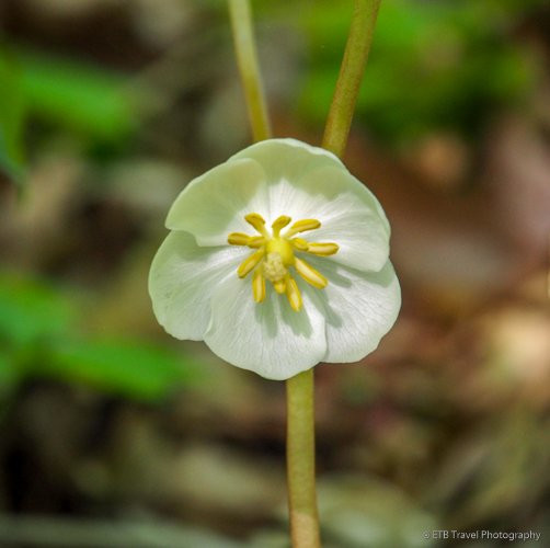 Yellowwood State Forest-纳什维尔必去景点