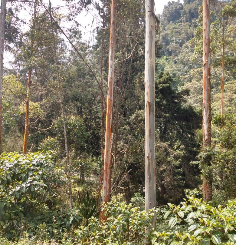Reserva Ecologica Rio Blanco-Manizales必去景点