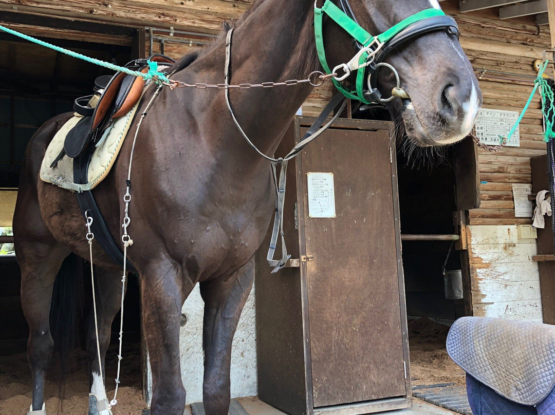 Amagi Horse Village景点图片