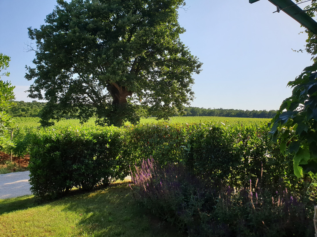 Meneghetti Wine Hotel & Winery主图