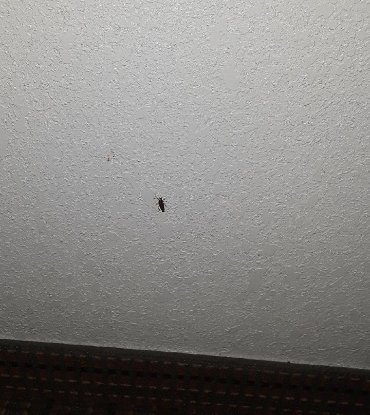 Booneslick Lodge Jane主图