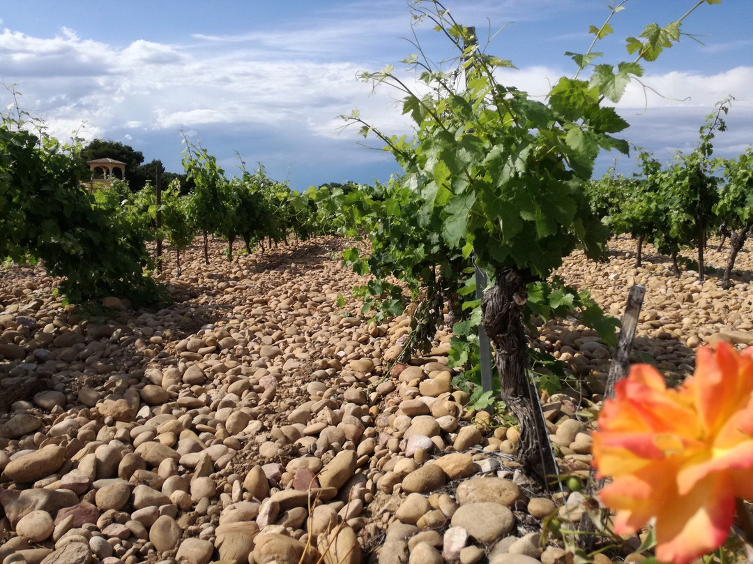 Elora Tours Provence-阿维尼翁必去景点