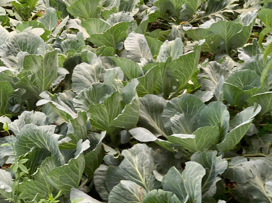 Trishul Orchard Resort主图