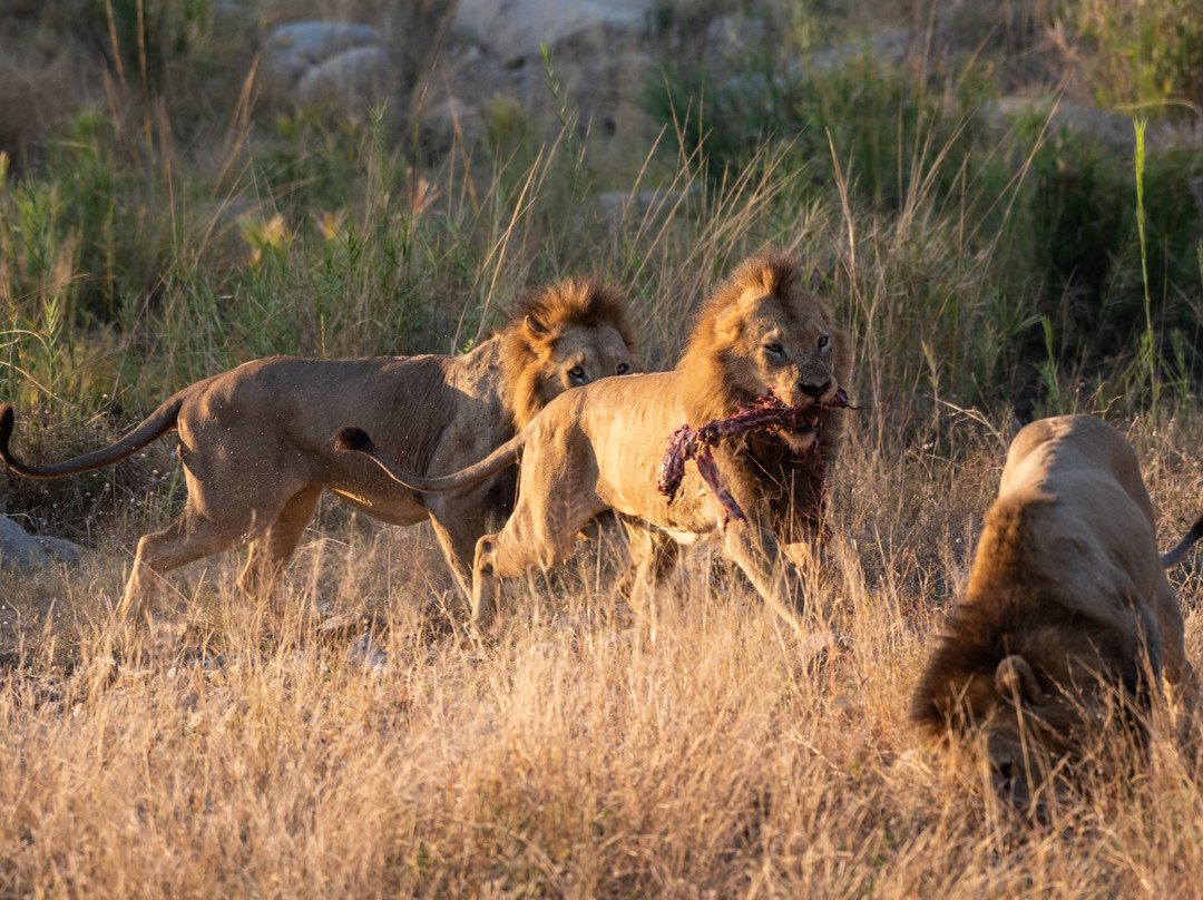 Legend Safaris-克鲁格国家公园必去景点