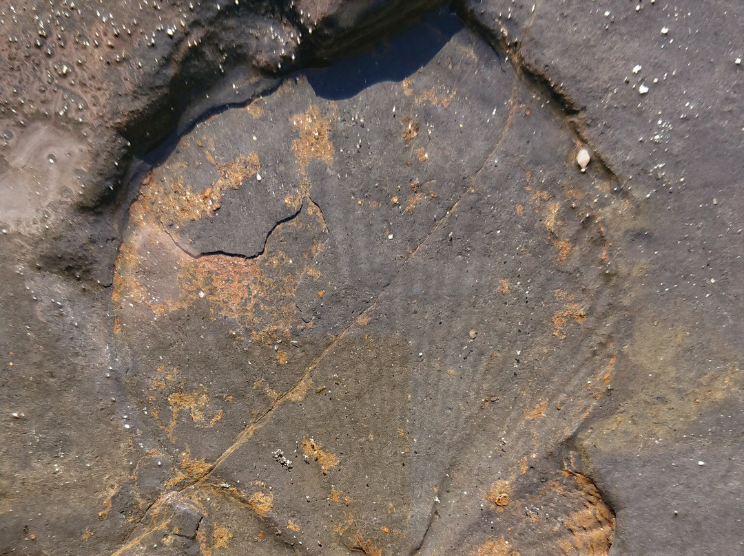 Gondwana Coast Fossil Walk景点图片