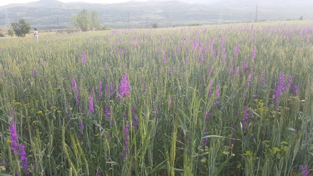 Adigeni旅游攻略图片