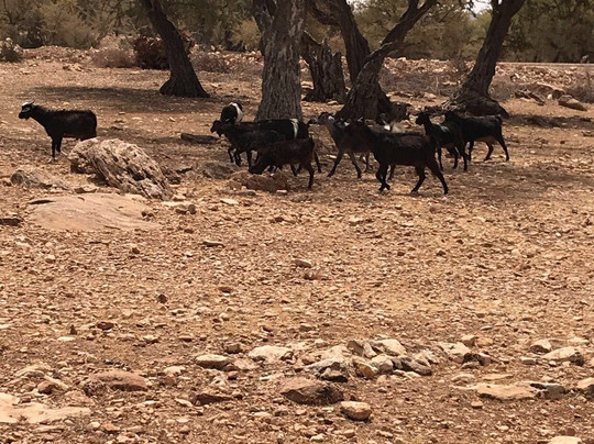 Quad Buggy Agadir-Tamraght必去景点