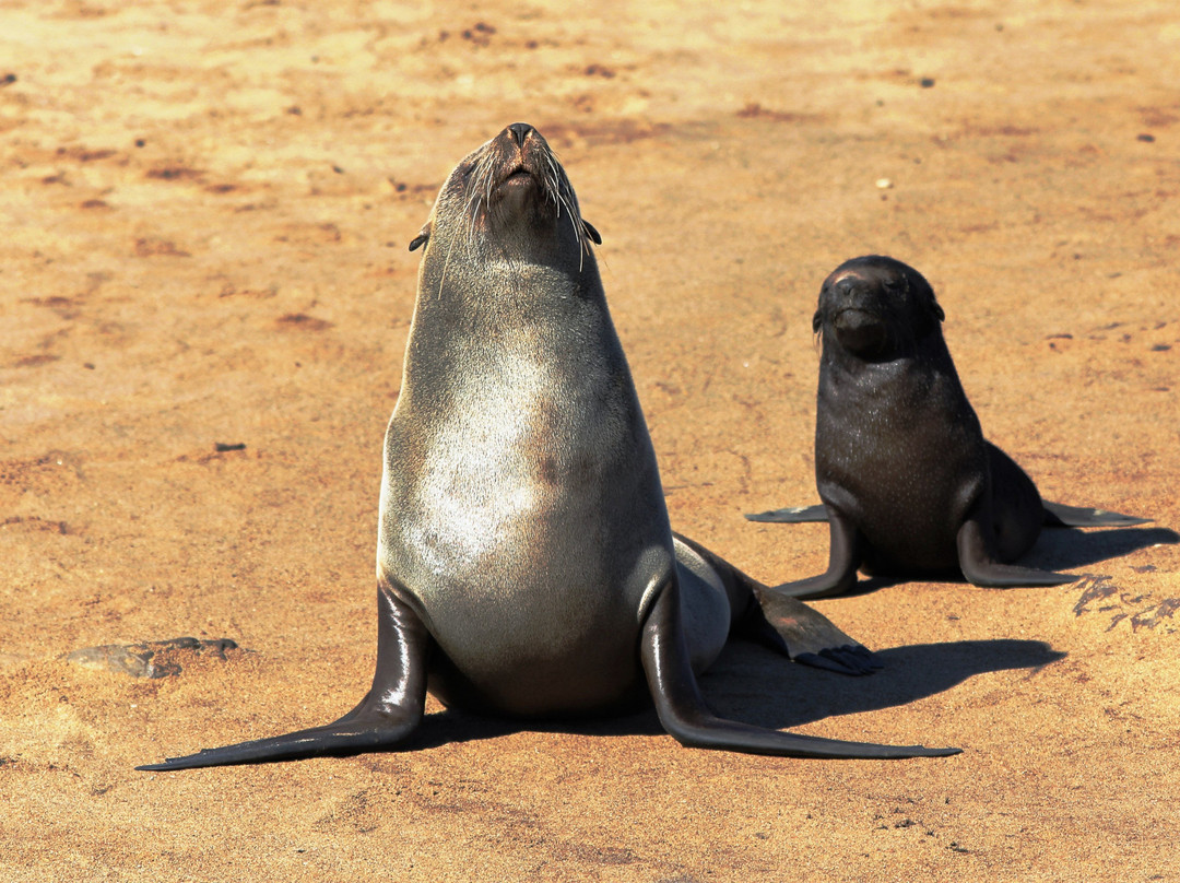 null-Skeleton Coast National Park