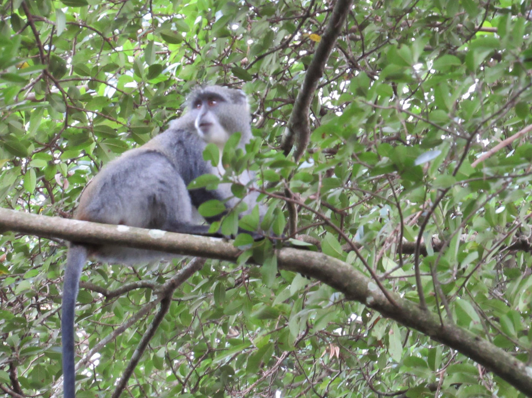 Zomba Forest Lodge主图