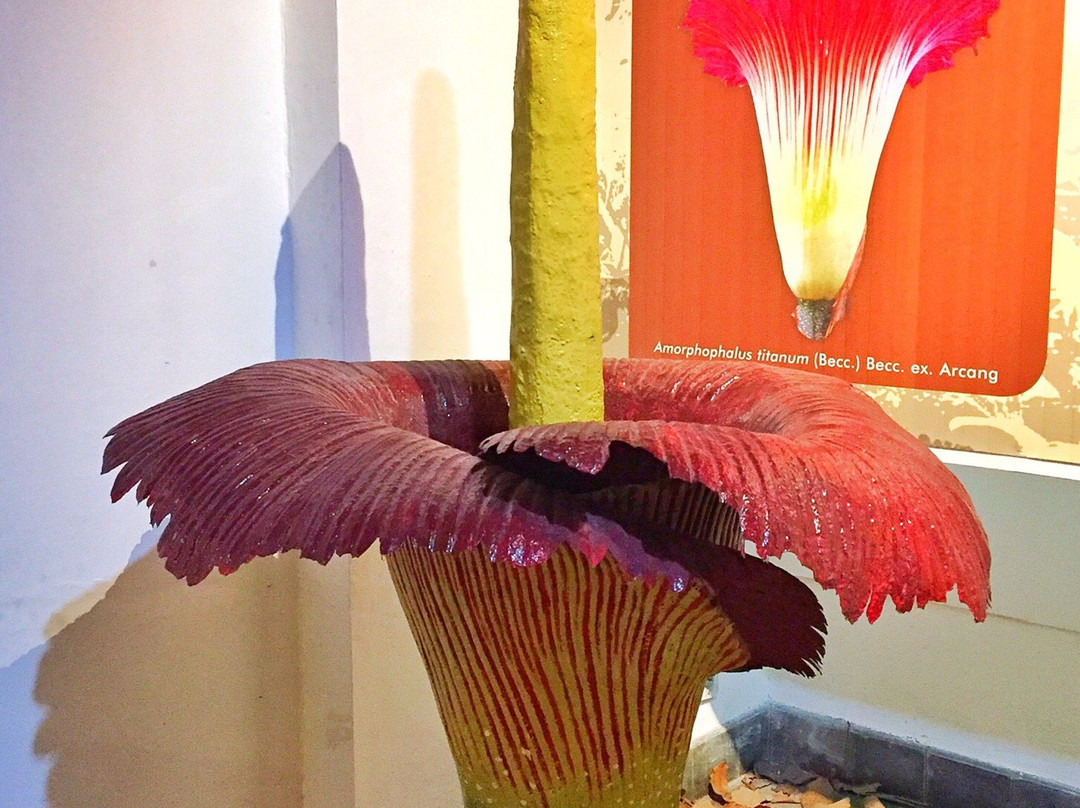 Indonesia National Museum of Natural History-茂物必去景点