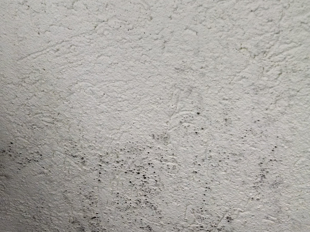 贝斯特韦斯特沃喀莎酒店主图