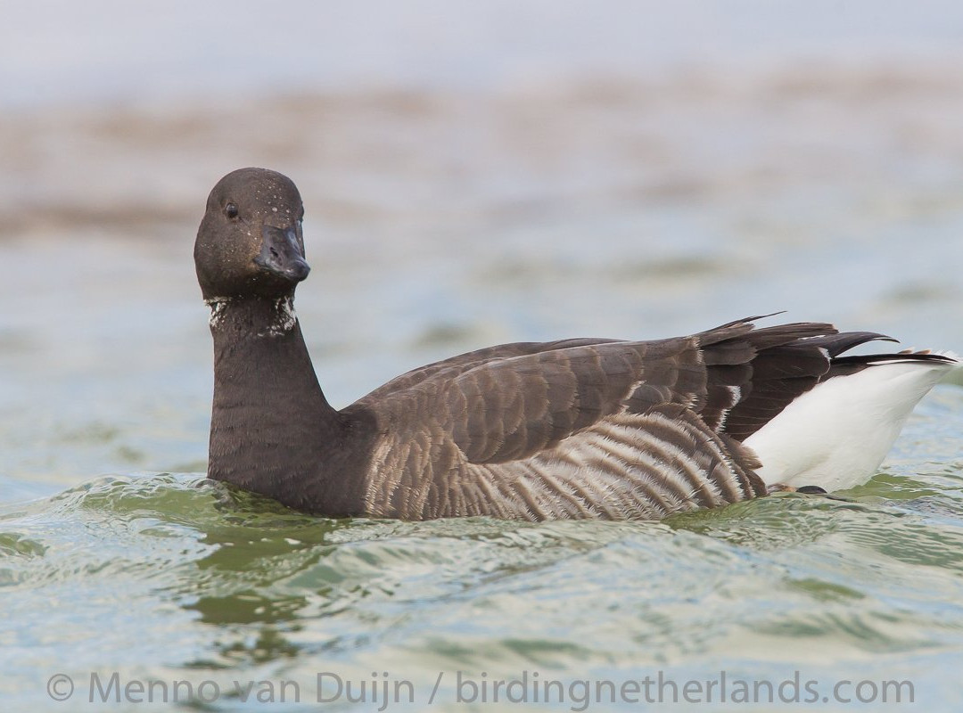Birding Netherlands景点图片
