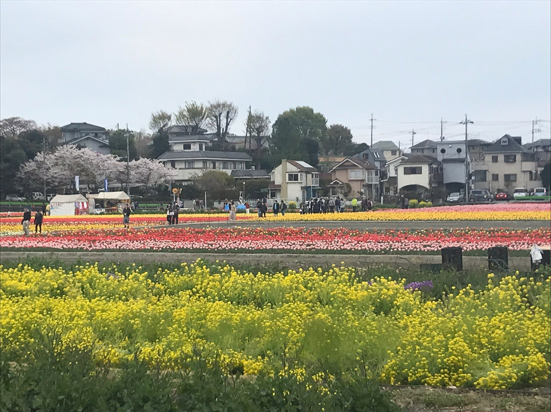 Hamura Flower and Water Festival景点图片