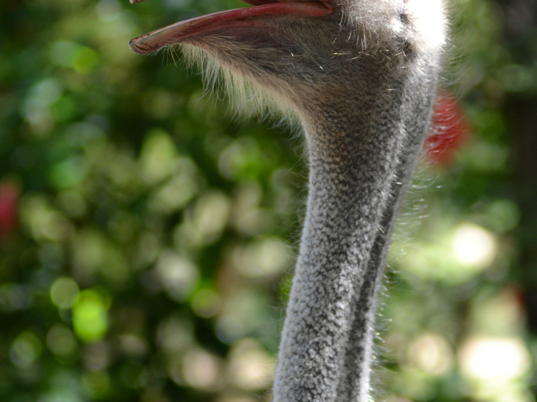 Twin Thorns Guesthouse主图