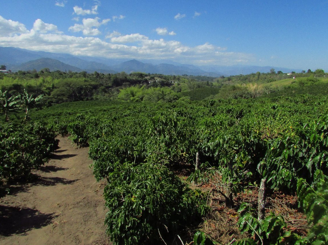 Colombian Coffee Adventures-亚美尼亚必去景点