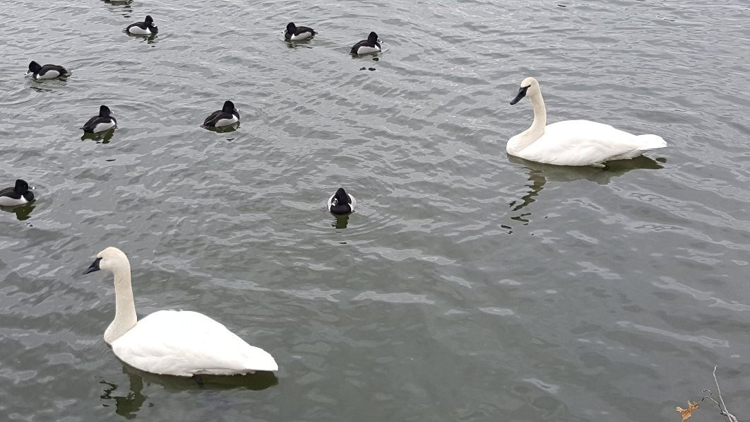 Trumpeter Swan viewing on Magness Lake景点图片