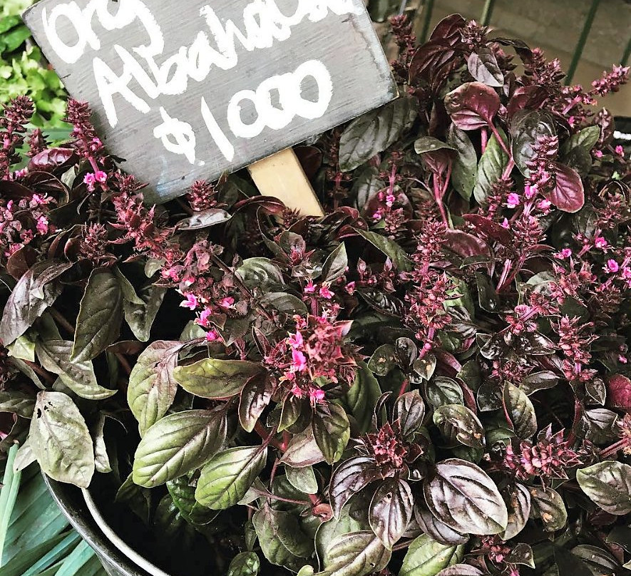 Ecoferia-圣地亚哥必去景点