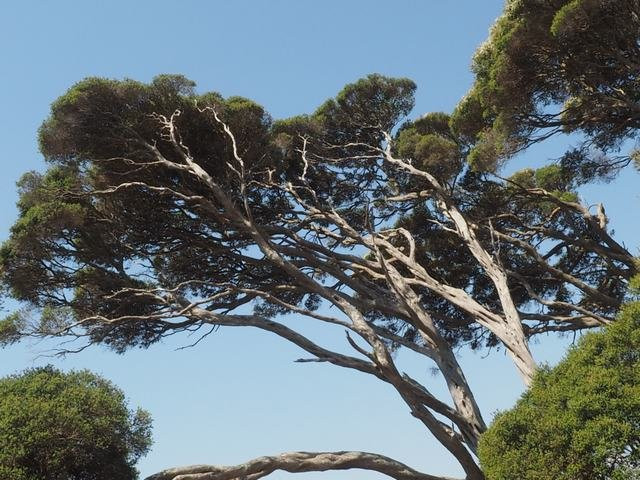 Scenic Estate Conservation Reserve-菲利普岛必去景点