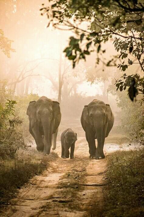 Minneriya National Park-Minneriya必去景点