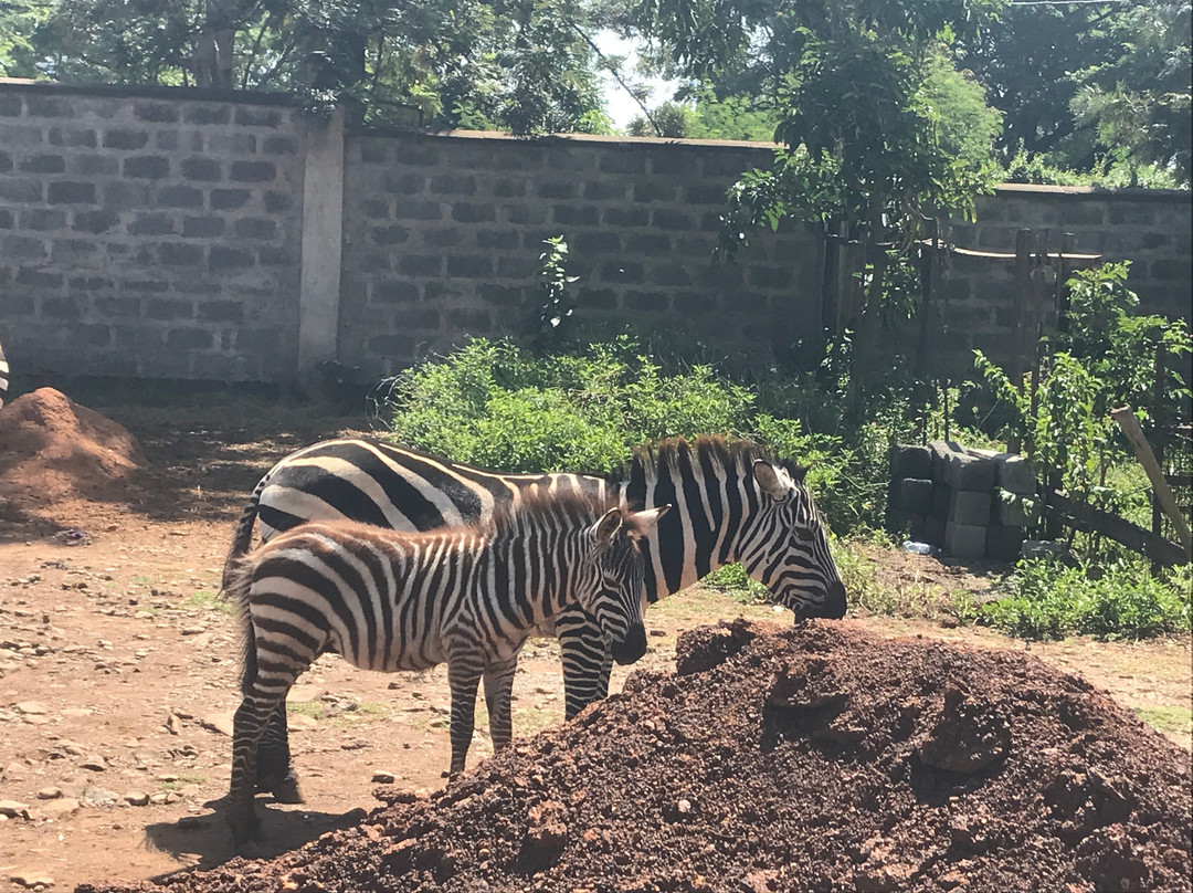 Kisumu Impala Sanctuary景点图片