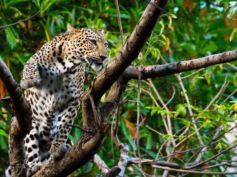 Big Cats of India-苏黎世必去景点