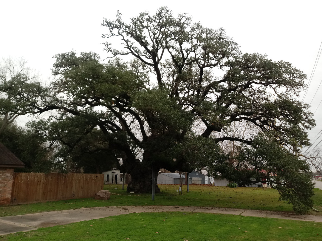 Largest Live Oak in Texas景点图片