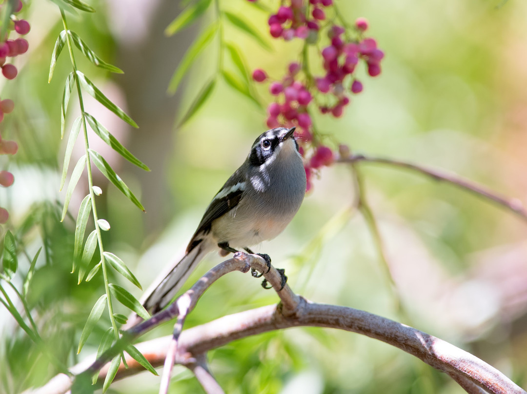 The Olive Tree Guest House主图