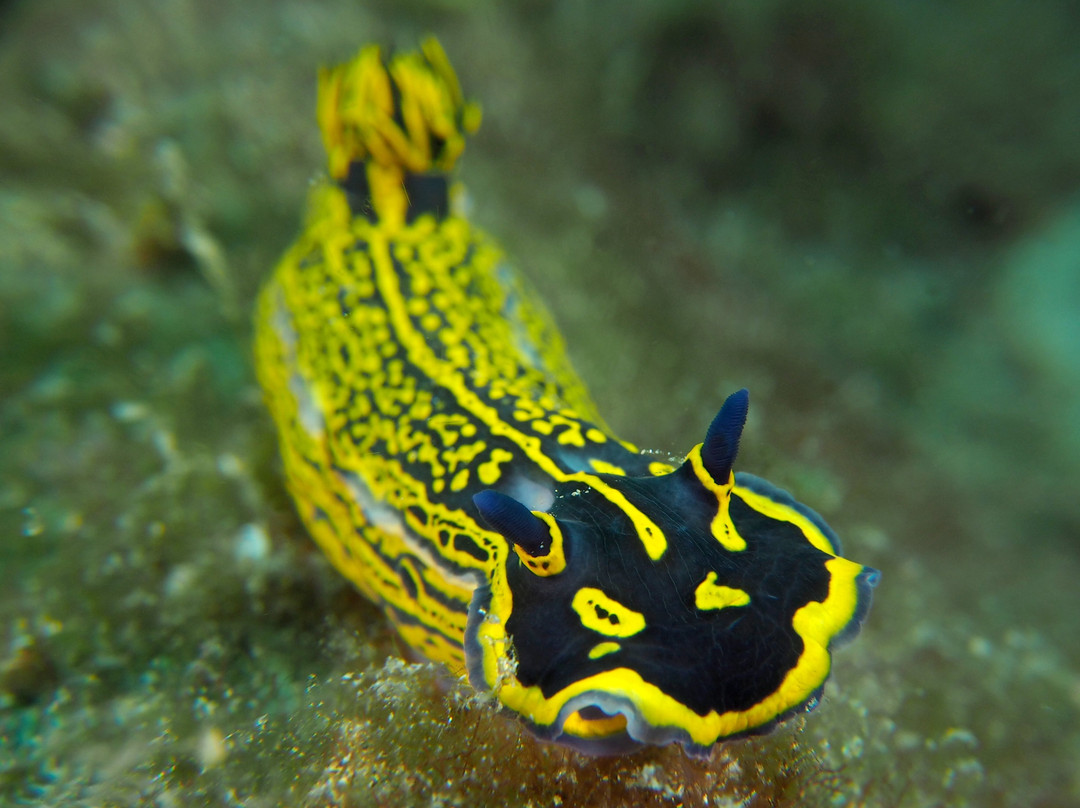 Euro-Divers Lanzarote-卡门港必去景点