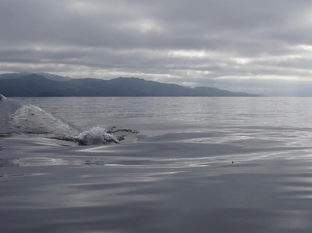 Ecosummer Expeditions-Telegraph Cove必去景点