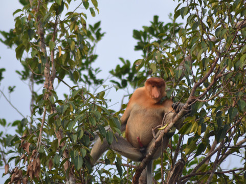 Bee Borneo Ecotourism Dayak Adventure-Pangkalan Bun必去景点