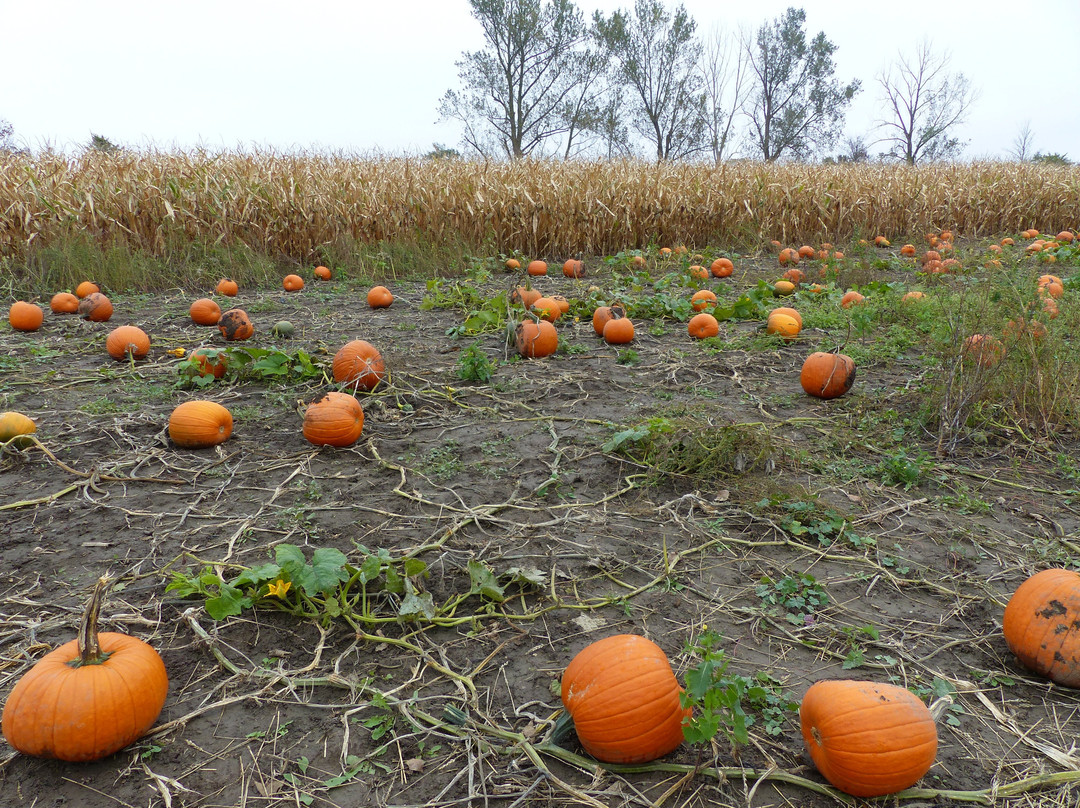 Reesor Farm Market-万锦市必去景点