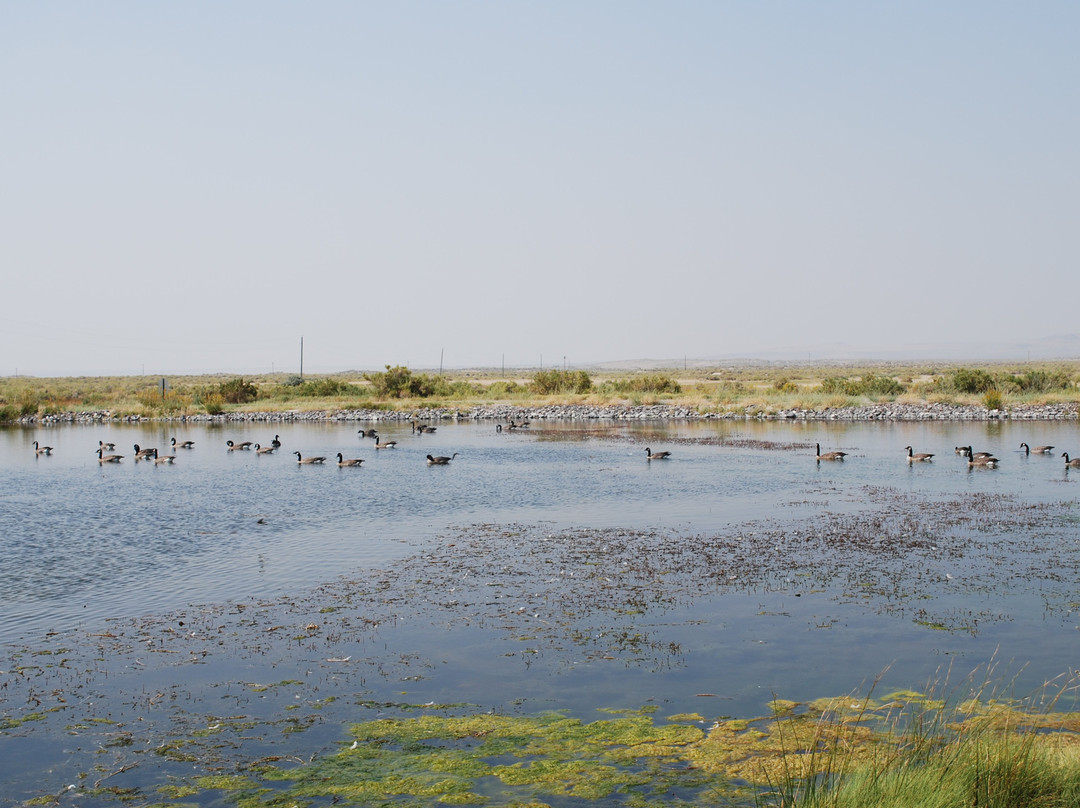 Surprise Valley Hotsprings主图