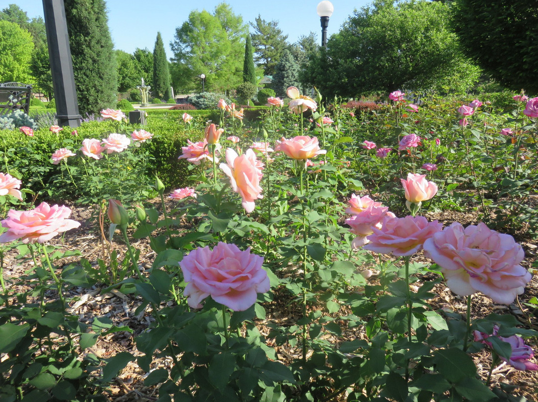 Hamann Rose Garden-林肯必去景点