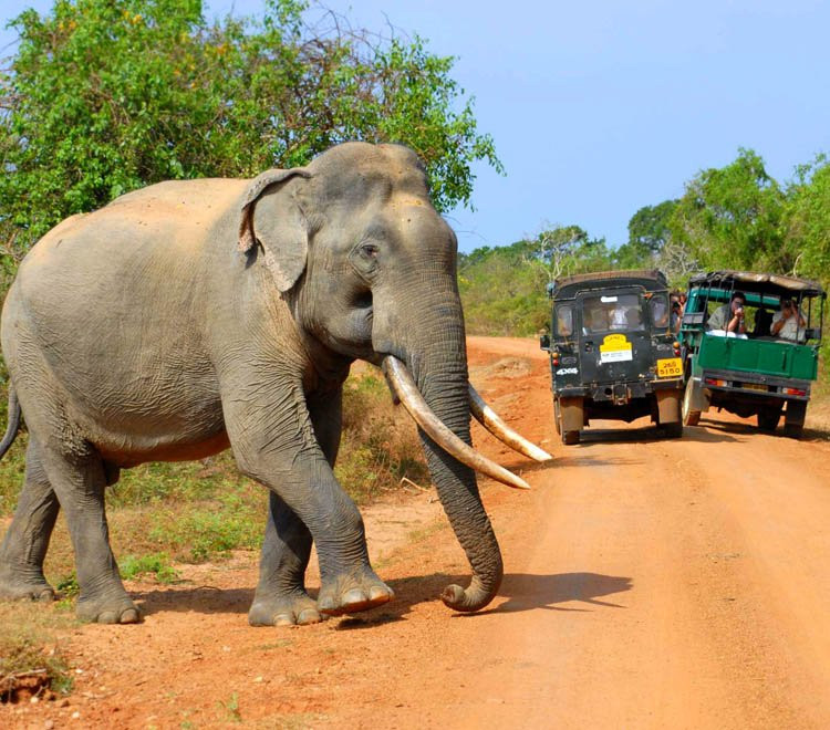 Ramani Tours Sri Lanka景点图片
