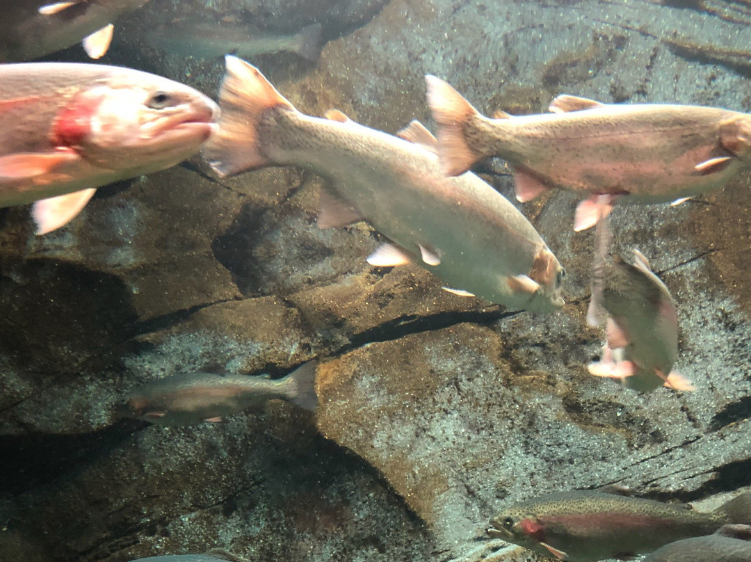 Cabela's-图拉丁必去景点