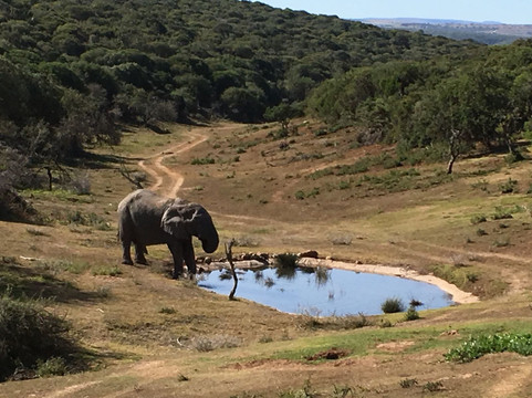 The Safari Lodge主图